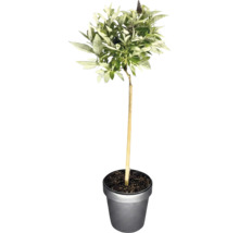 Buddleja als Hochstamm in einem Pflanztopf mit Stützstab