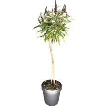 Buddleja im Hochstamm mit lanzenfoermigen Blaettern und Bluetenrispen im Pflanztopf