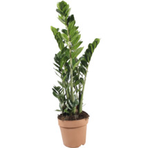Zamioculcas Zamiifolia Zimmerpflanze in Kunststofftopf
