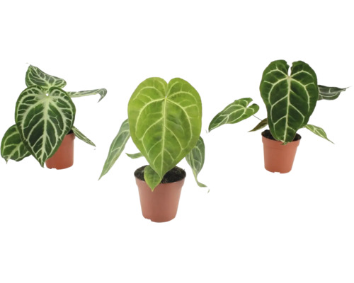 Drei Anthurium Crystallinum Pflanzen mit herzförmigen Blättern und markanter weißer Blattaderung in Kunststofftöpfen.