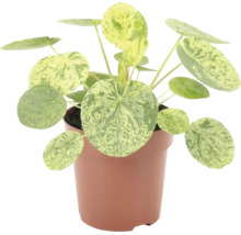 Pilea peperomioides Variegata Zimmerpflanze im Topf mit runden, gemusterten Blättern.