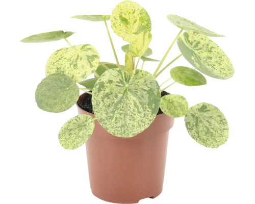 Pilea peperomioides Variegata Zimmerpflanze im Topf mit runden, gemusterten Blättern.