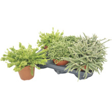 Set mit drei verschiedenen Sukkulenten oder Sedum Pflanzen in Tontöpfen auf einer Kunststoffschale