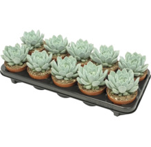 Ein Tray mit zwölf Echeveria Sukkulenten in kleinen Kunststofftöpfen zur Zimmerpflanzen Dekoration.