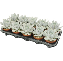 Set mit 12 Echeveria Sukkulenten in kleinen Kunststofftöpfen auf einer schwarzen Transportpalette.