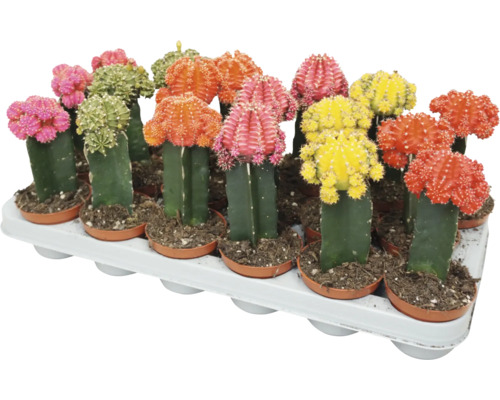 Set mit verschiedenfarbigen Gymnocalycium Kakteen in Kunststofftöpfen auf einem Pflanzentray.