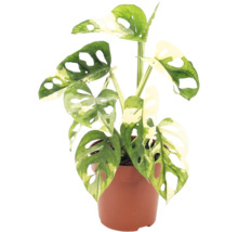 Monstera Adansonii Variegata Zimmerpflanze im Topf mit gefensterten Blättern
