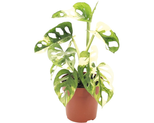 Monstera Adansonii Variegata Zimmerpflanze im Topf mit gefensterten Blättern