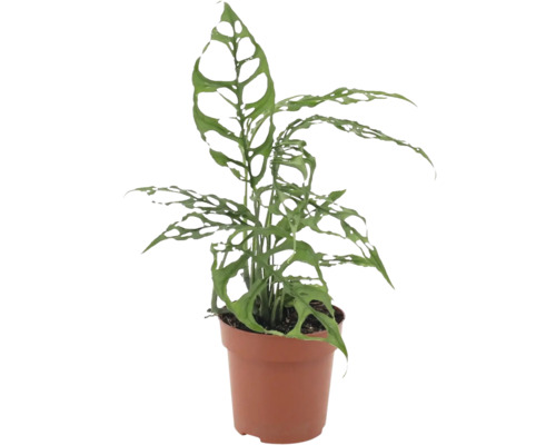 Monstera obliqua Zimmerpflanze mit charakteristischen gelochten Blättern im Kunststofftopf