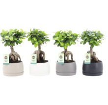 Vier Ficus Ginseng Pflanzen in verschiedenen runden Pflanztöpfen mit Mondo Verde Logo Anhänger auf einem Tisch.