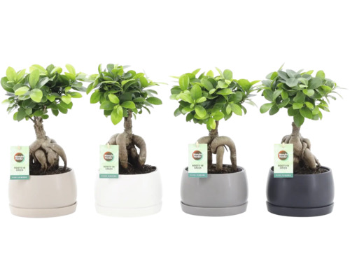 Vier Ficus Ginseng Pflanzen in verschiedenen runden Pflanztöpfen mit Mondo Verde Logo Anhänger auf einem Tisch.