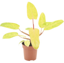 Philodendron Ring of Fire Zimmerpflanze in einem Kunststofftopf