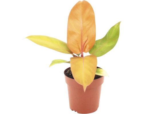 Philodendron Pflanze in einem Kunststofftopf