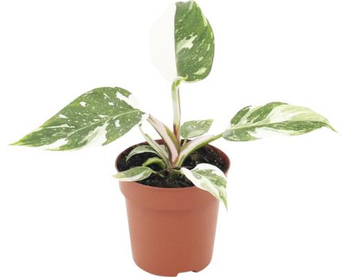 Philodendron White Princess in einem Kunststofftopf