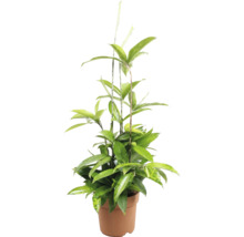Dracaena surculosa Gold Dust Zimmerpflanze in einem runden Pflanztopf.