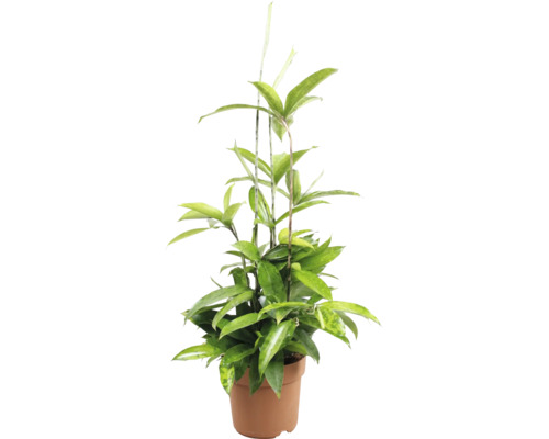 Dracaena surculosa Gold Dust Zimmerpflanze in einem runden Pflanztopf.
