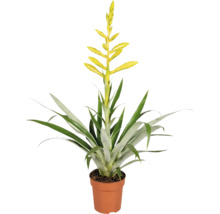 Zimmerpflanze Vriesea mit gelber Blüte in einem Pflanztopf