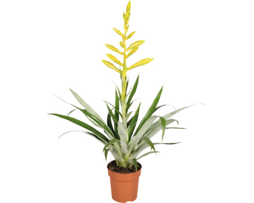 Zimmerpflanze Vriesea mit gelber Blüte in einem Pflanztopf