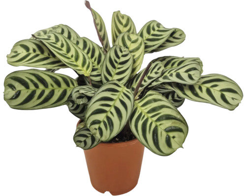 Zimmerpflanze Calathea makoyana mit gemusterten Blättern in einem Pflanztopf
