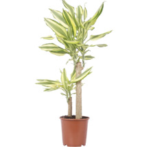 Dracaena Fragans Zimmerpflanze in einem braunen Kunststofftopf