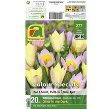 Produktverpackung mit 20 Zwiebeln botanischer Tulpen Glow in the Dark Sorte für Beet und Schnitt mit 15 bis 20 Zentimeter Wuchshöhe.