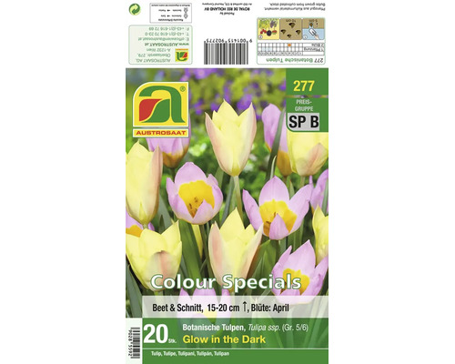 Produktverpackung mit 20 Zwiebeln botanischer Tulpen Glow in the Dark Sorte für Beet und Schnitt mit 15 bis 20 Zentimeter Wuchshöhe.