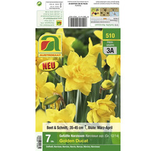 Blumenzwiebeln gefüllte Narzissen Golden Ducat von Austrosaat zur Pflanzung im Beet oder als Schnittblume, sieben Stück.