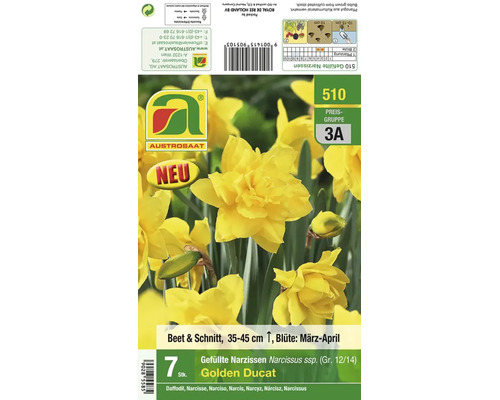 Blumenzwiebeln gefüllte Narzissen Golden Ducat von Austrosaat zur Pflanzung im Beet oder als Schnittblume, sieben Stück.