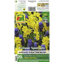 Blumenzwiebelset Narzissen und Muscari für 20 Pflanzen zur Bepflanzung im Beet oder als Schnittblumen von Austrosaat.
