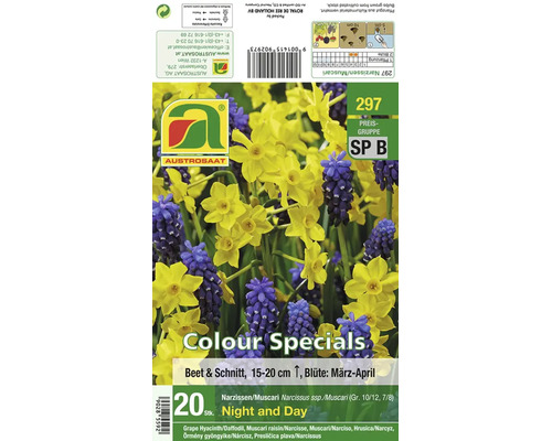 Blumenzwiebelset Narzissen und Muscari für 20 Pflanzen zur Bepflanzung im Beet oder als Schnittblumen von Austrosaat.