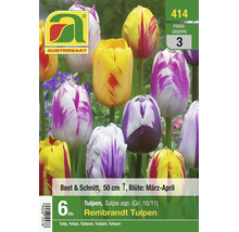 Blumenzwiebeln Rembrandt Tulpen, 6 Stück, Wuchshöhe 50 Zentimeter, Blütezeit März bis April, geeignet für Beet und Schnitt, Austrosaat Logo.