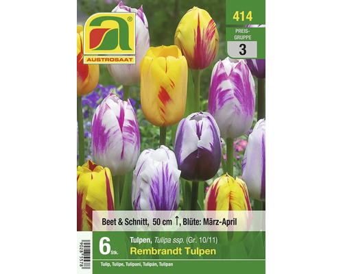 Blumenzwiebeln Rembrandt Tulpen, 6 Stück, Wuchshöhe 50 Zentimeter, Blütezeit März bis April, geeignet für Beet und Schnitt, Austrosaat Logo.