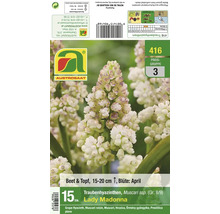 Blumenzwiebelpackung Traubenhyazinthen Muscari Lady Madonna mit 15 Stück Inhalt für Beet und Topf Pflanzzeit und Blütezeit im April.