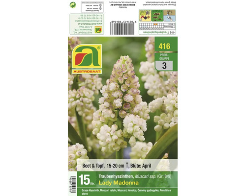 Blumenzwiebelpackung Traubenhyazinthen Muscari Lady Madonna mit 15 Stück Inhalt für Beet und Topf Pflanzzeit und Blütezeit im April.