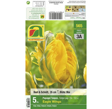 Produktverpackung mit Papagei Tulpe Sorte Eagle Wings mit fünf Blumenzwiebeln fuer Beet und Schnitt von Austrosaat