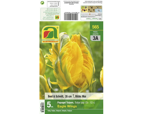 Produktverpackung mit Papagei Tulpe Sorte Eagle Wings mit fünf Blumenzwiebeln fuer Beet und Schnitt von Austrosaat