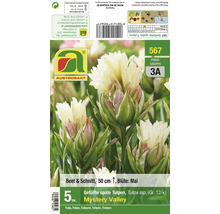 Blumenzwiebeln für gefüllte späte Tulpen Mystery Valley der Sorte Tulipa ssp. mit 5 Stück Inhalt für Beet und Schnitt.
