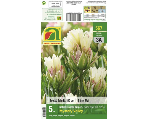 Blumenzwiebeln für gefüllte späte Tulpen Mystery Valley der Sorte Tulipa ssp. mit 5 Stück Inhalt für Beet und Schnitt.