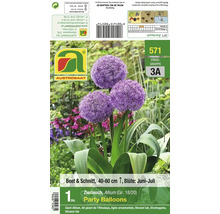 Zierlauch Allium Party Balloons Blumenzwiebeln mit drei kugeligen Blütenständen für Beet und Schnitt