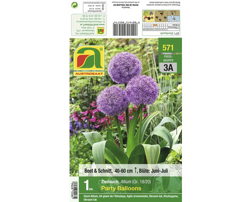 Zierlauch Allium Party Balloons Blumenzwiebeln mit drei kugeligen Blütenständen für Beet und Schnitt