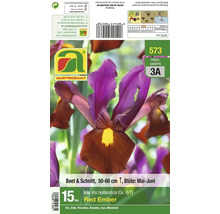 Iris Hollandica Red Ember Blumenzwiebeln, 15 Stück, 50 bis 60 Zentimeter Wuchshöhe, für Beet und Schnitt, Blütezeit Mai bis Juni.