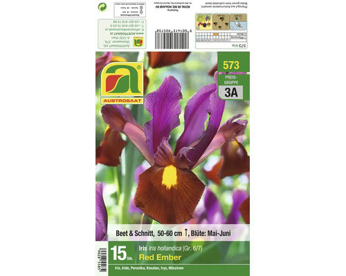Iris Hollandica Red Ember Blumenzwiebeln, 15 Stück, 50 bis 60 Zentimeter Wuchshöhe, für Beet und Schnitt, Blütezeit Mai bis Juni.