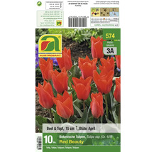 Verpackung von zehn botanischen Tulpenzwiebeln Red Beauty Sorte Tulipa mit Pflanzanleitung und Informationen zu Pflanzzeit sowie Wuchshöhe.