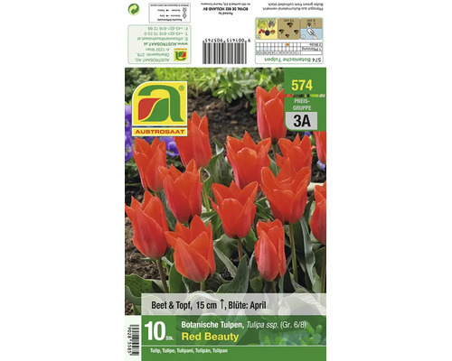 Verpackung von zehn botanischen Tulpenzwiebeln Red Beauty Sorte Tulipa mit Pflanzanleitung und Informationen zu Pflanzzeit sowie Wuchshöhe.