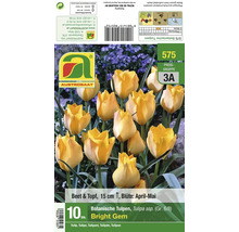Blumenzwiebeln botanische Tulpen Bright Gem zehnhundert Stück für Beet und Topf Wuchshöhe fünfzehn Zentimeter Blütezeit April bis Mai