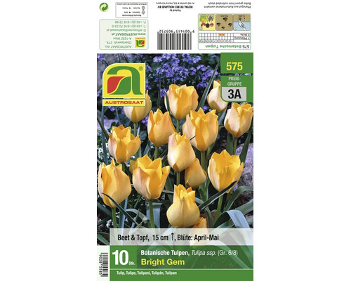 Blumenzwiebeln botanische Tulpen Bright Gem zehnhundert Stück für Beet und Topf Wuchshöhe fünfzehn Zentimeter Blütezeit April bis Mai