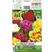 Verpackung mit Blumenzwiebeln gefüllte späte Tulpen Prachtmischung für Beet und Schnitt mit 5 Stück Inhalt und Pflanzanleitung