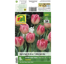 Packung mit fünf Zwiebeln für gefüllte späte Tulpen der Sorte Upstar von Austrosaat für Beet und Topf mit Pflanzanleitung