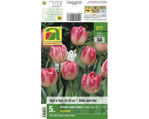 Packung mit fünf Zwiebeln für gefüllte späte Tulpen der Sorte Upstar von Austrosaat für Beet und Topf mit Pflanzanleitung