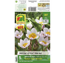 Packung mit 5 botanischen Tulpenzwiebeln Bakari Lilac Wonder für Beet und Topf mit Pflanzanleitung und Informationen zur Blütezeit im April.